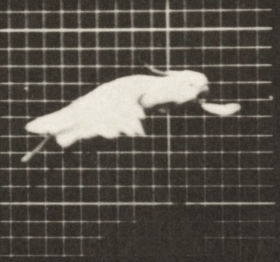 Plate 759 Cockatoo flying — figure reference